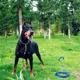 thumbnail image 3 of Nuevo Collar De Cadena For Mascotas P Collar De, 3 of 7