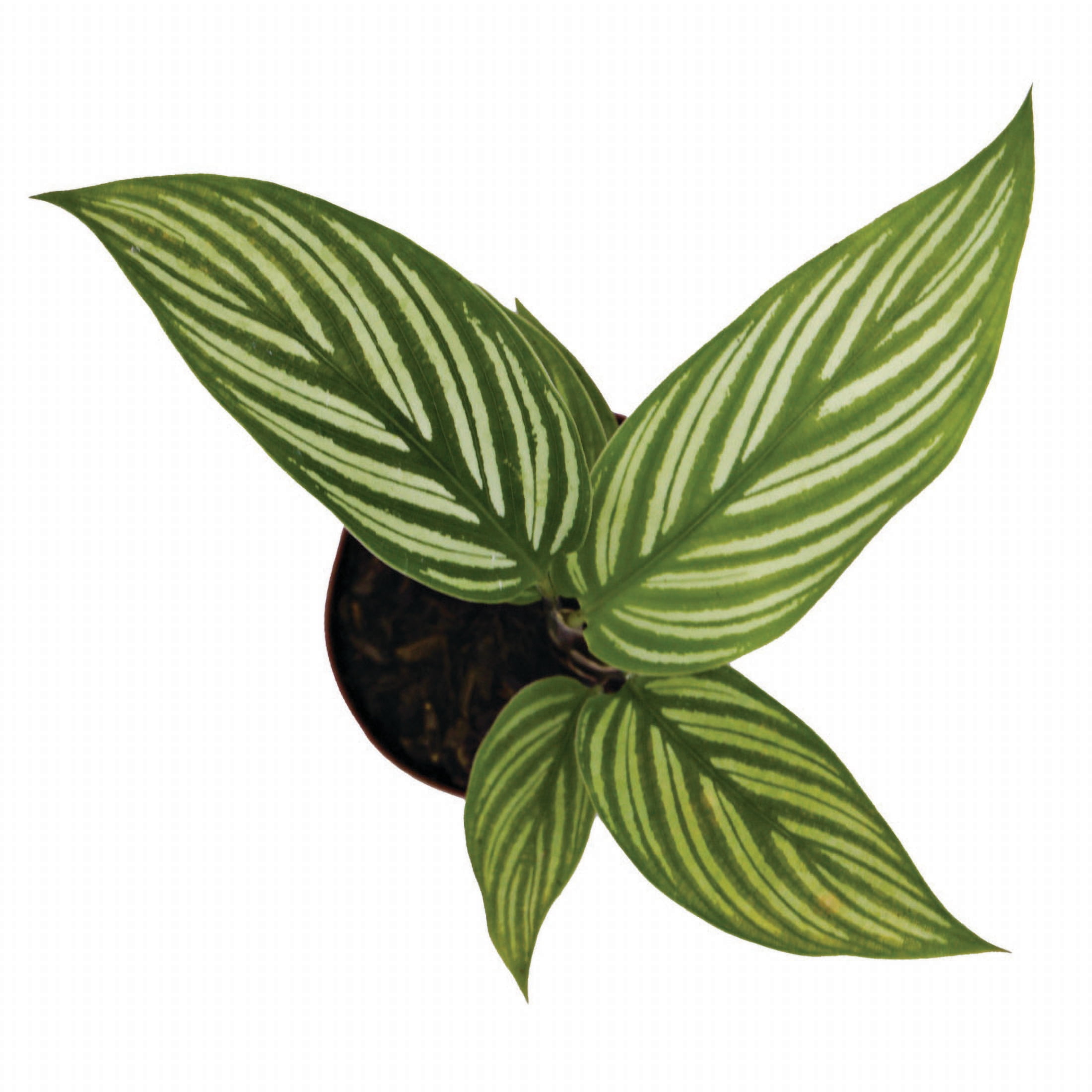 ReptiCulture Assorted Calathea Tropical 2" Pot 3 pk