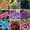 Mix-B, variant on Mixed Hostas Planting-Premium Garden Stakes-Ornamental Home Decoration-Beautiful Gift Garden-Bloom Year After Year-(Non-Artificial)