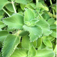2 Live Cuban Oregano (Mexican Mint) Plants – Well Rooted Cuttings – 6-8 Inches Each