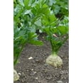 thumbnail image 3 of Endive Salad King Great Heirloom Vegetable 15,000 Seeds Bulk, 3 of 4