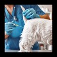 thumbnail image 3 of 50 Tubos de InseminacióN Artificial de 7,9 Pulgadas para Equipo de CríA de Apareamiento de HibridacióN Desechable para Perros, 3 of 5