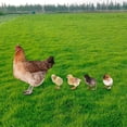 thumbnail image 1 of Juego de 5 uds. de estacas para decoración del suelo de gallina, figuritas realistas, decoración decorativa de Pascua, escultura de pollo, estacas de, 1 of 8