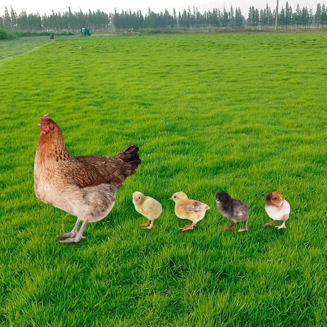 Juego de 5 uds. de estacas para decoración del suelo de gallina, figuritas realistas, decoración decorativa de Pascua, escultura de pollo, estacas de
