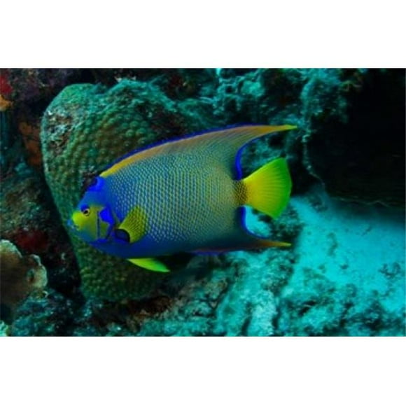 Danita Delimont PDDCA09POX0007 Queen Angelfish Bonaire Netherlands Antilles Poster Print by Pete Oxford, 36 x 24