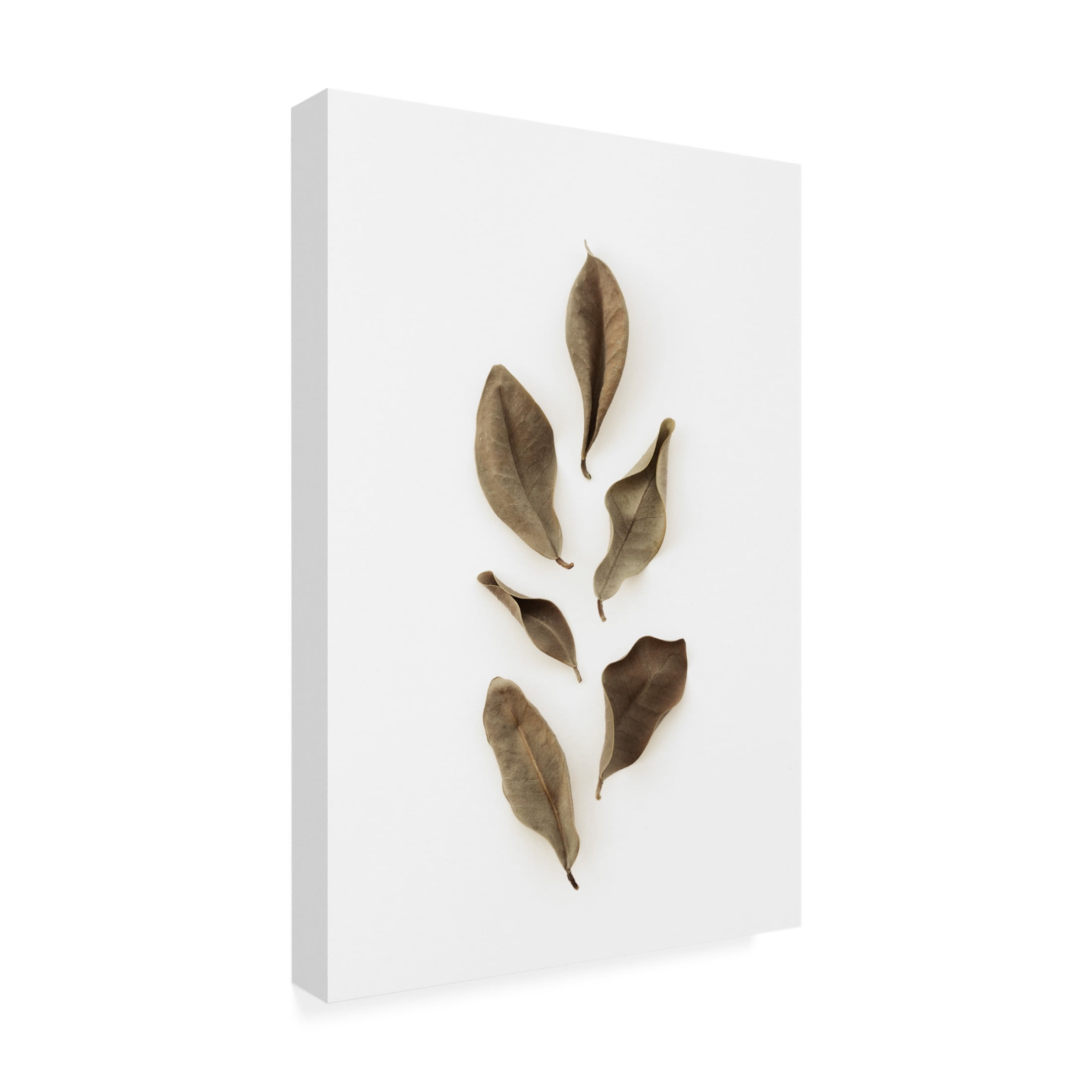 Trademark Fine Art Pictufy Studio Dried Leaves 2 Canvas Wall Art