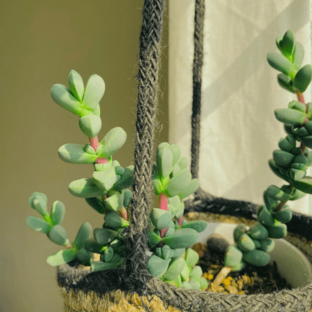 Ice Plant Corpuscularia Lehmannii Rare Succulent in 4” Pot