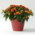 thumbnail image 2 of Southern Living Red Little Lucky Lantana Live Shrub in 2.5-Quart Grower Pot, 2 of 11