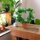 thumbnail image 1 of Soporte para plantas trepadoras, 2 piezas de enrejado de hierro negro para jardín, soporte de metal para plantas trepadoras, máxima eficiencia, 1 of 7