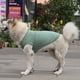 thumbnail image 1 of Zhuge Chaleco para perros y gatos, chaleco transpirable para mascotas, sudadera para cachorros, ropa para perros, abrigos para perros pequeños, medianos y gatos, M, A38, 1 of 4