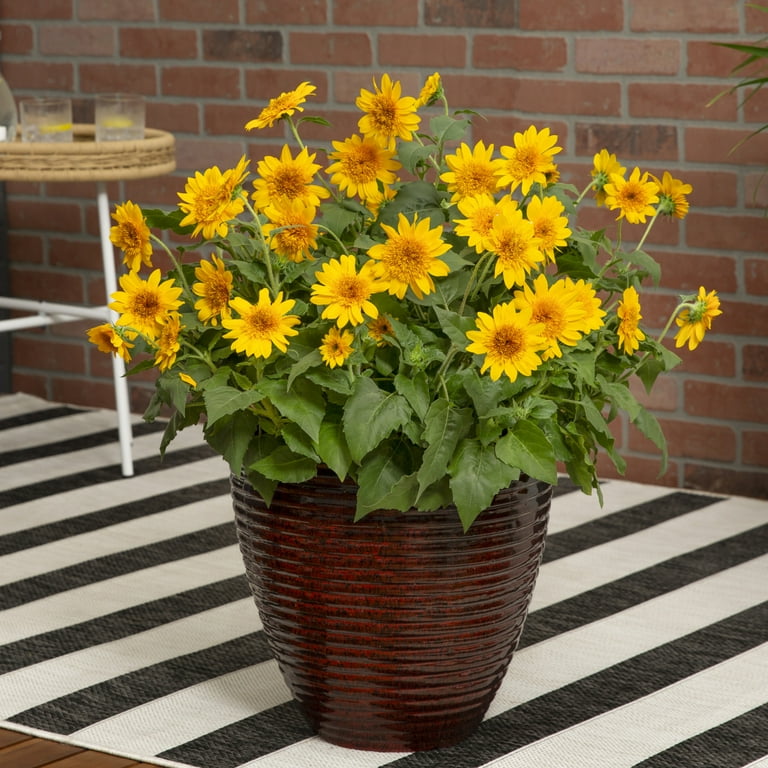 Sunfinity 2.5Q Double Yellow Sunflower Live Annual Plant Sun