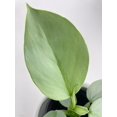 thumbnail image 3 of Philodendron Silver Sword 'Philodendron Hastatum' - Live Air-Purifying Indoor Plant in Nursery Pot – Easy Care, Low Maintenance Houseplant for Home & Office Decor, Natural Air Cleaner, Best for, 3 of 7