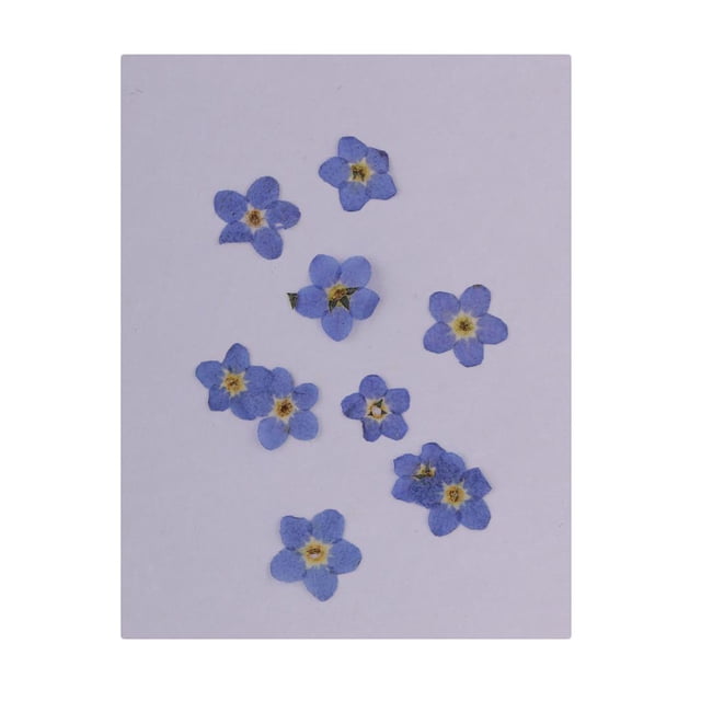 Flores de Margarita Secas, Flor Prensada para Manualidades, Fabricación de Joyas Artísticas, 10 Piezas de Resina