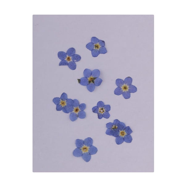 Flores de Margarita Secas, Flor Prensada para Manualidades, Fabricación de Joyas Artísticas, 10 Piezas de Resina