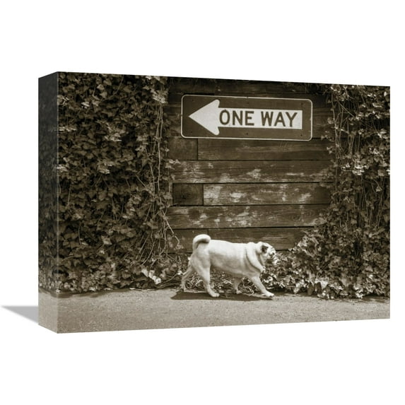 Global Gallery's 'Which Way' By Jim Dratfield Stretched Canvas Wall Art