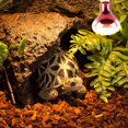 thumbnail image 4 of POINTERTECK 100W Infrared Basking Spot Heat Lamp Bulb Red Light Heat Bulbs for Pet Lizards Snakes Reptiles, 4 of 9