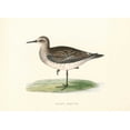 thumbnail image 2 of Morris, Rev FO 14x11 Black Ornate Wood Framed with Double Matting Museum Art Print Titled - Schinzs Sandpiper, 2 of 4