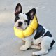 thumbnail image 5 of Collar de recuperación para perros pequeños y gatos, lindo cono de cuello de girasol después de la cirugía (xs), 5 of 5