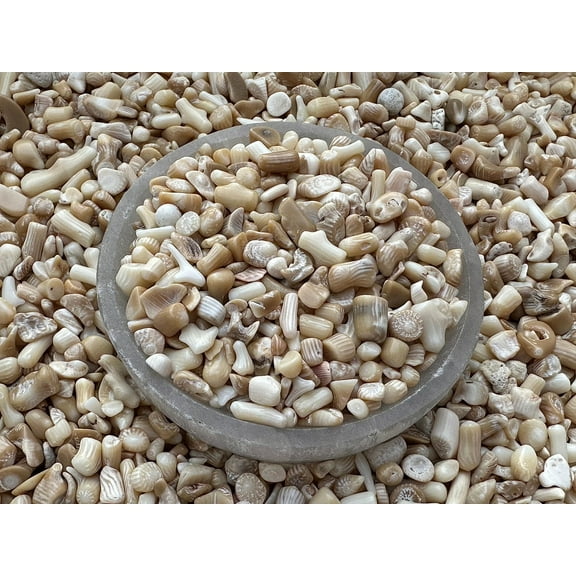 WHOLESALE Natural Semi Tumbled White Bamboo Coral Gemstone Chips ( 2 oz / 0.125 lb )