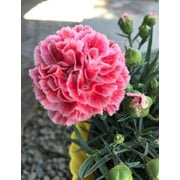 Seedville 50 Picotee Mix Carnation Flower Seeds, Double Bicolor Striped, Dianthus Caryophyllus