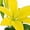 Yellow, variant on Member's Mark LA Hybrid Lilies, choose color and stem count