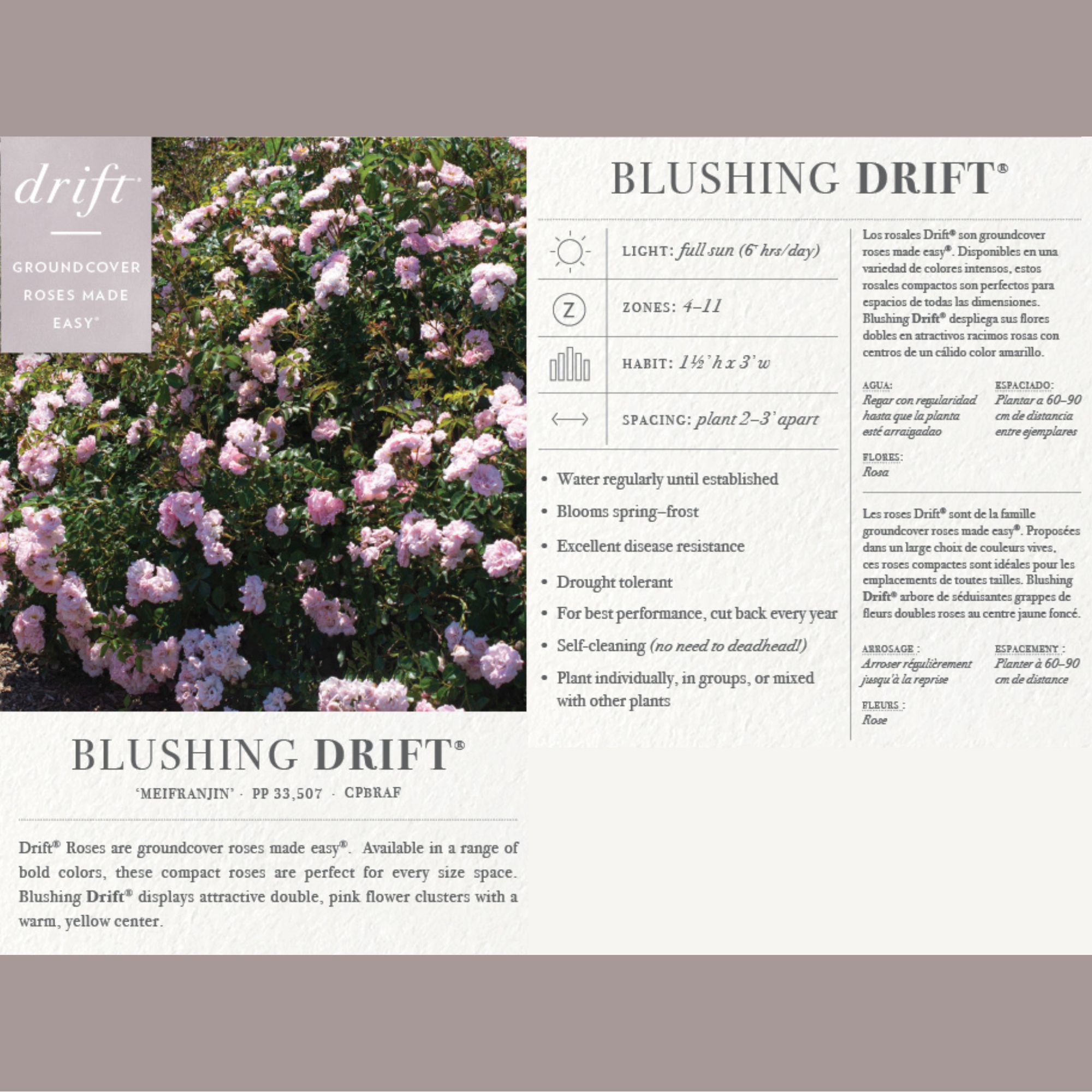 Drift Roses Blushing Groundcover Rose Live Shrub in 2-Gallon Grower Pot