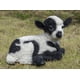 thumbnail image 1 of Cordero bebé pequeño de Figurine Hi-Line Gift Ltd., blanco y negro, 1 of 8