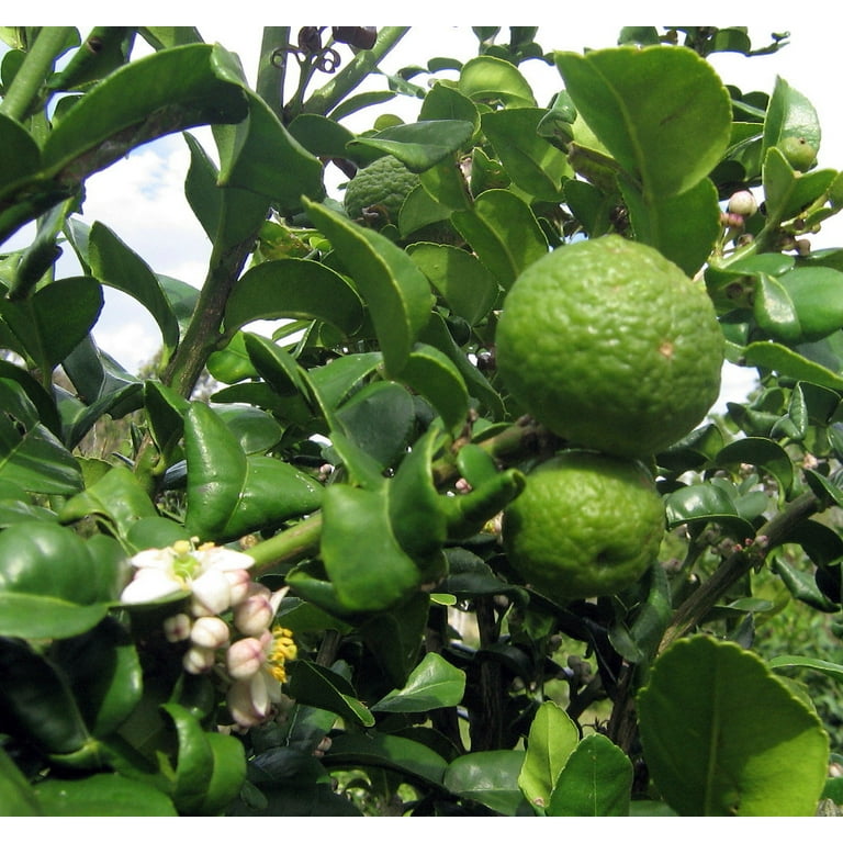 Kaffir Lime Tree How To Grow And Care For The Kaffir Lime, 43 OFF