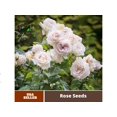 thumbnail image 2 of 30 Rare Seeds| Madame Anisette Grandiflora Rose Seeds# 1029 | |BUY 4 GET 1 FREE|, 2 of 4