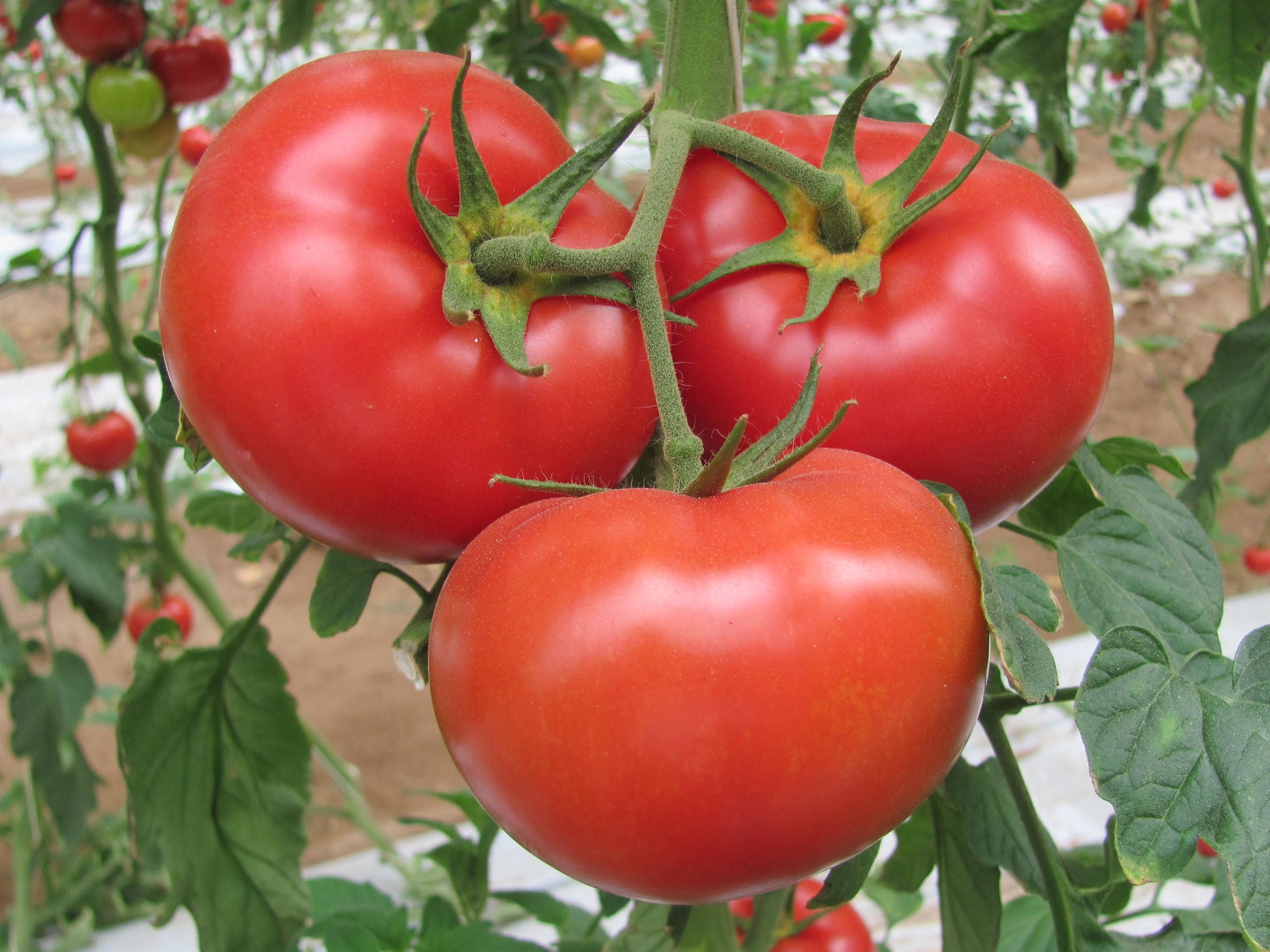 SEEDS= German Johnson Heirloom Tomato -20 seeds -- Beefsteak Type- Red