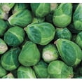 thumbnail image 5 of Churchill Brussels Sprout Seeds for Planting, 300+ Heirloom Seeds Per Packet Non GMO Seeds, Botanical Name Brassica oleracea var. gemmifera, Great Home Garden Gift, 5 of 7