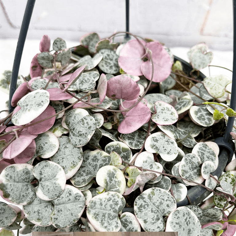 Variegated String of Hearts Plant, Pink String of Heart Succulent Houseplant 2.5 Inch Pot