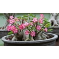 thumbnail image 2 of Gardenera Labs Desert Rose Potting Soil - Perfect Formula for Healthy and Vibrant Adenium Growth - 3 QUARTS, 2 of 3
