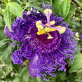thumbnail image 6 of Purple Passion Flower Vine Plant for Outdoor Garden 3 to 6 Inch Tall, 6 of 6