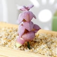 thumbnail image 2 of Coofit Artificial Succulent Pick DIY - Unpotted Mini Succulent Decor Faux Plant Stem, 2 of 4