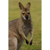 Pretty-Faced Wallaby Wildlife Australia Poster Print by Pete Oxford - 19 x 29 in.