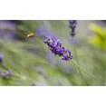 thumbnail image 2 of Delisle, Gilles 24x17 Gold Ornate Wood Framed with Double Matting Museum Art Print Titled - Italy, Tuscany Bee fly and lavender flower, 2 of 4