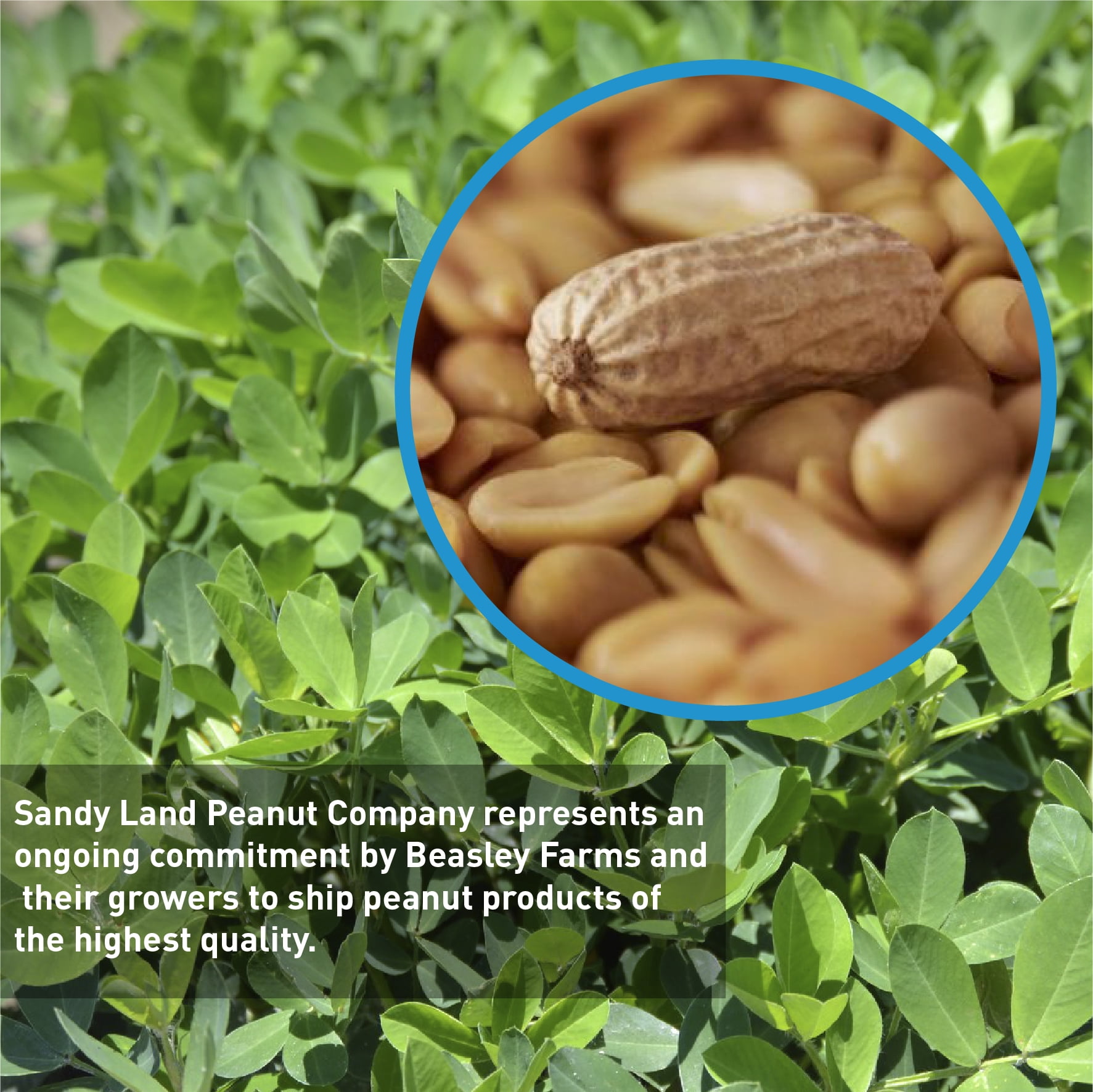 Sandy Land Peanuts - 25 Pounds