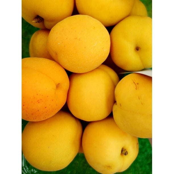 Yellow Apricots Apricot12 Inch By 18 Inch Laminated Poster With Bright