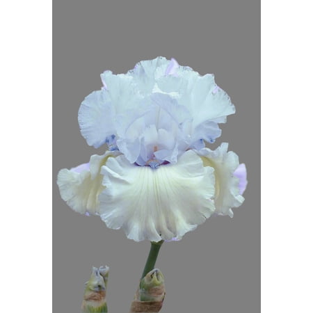 Chinook Winds Tall Bearded Iris Rhizome | Icy White & Lavender Blooms