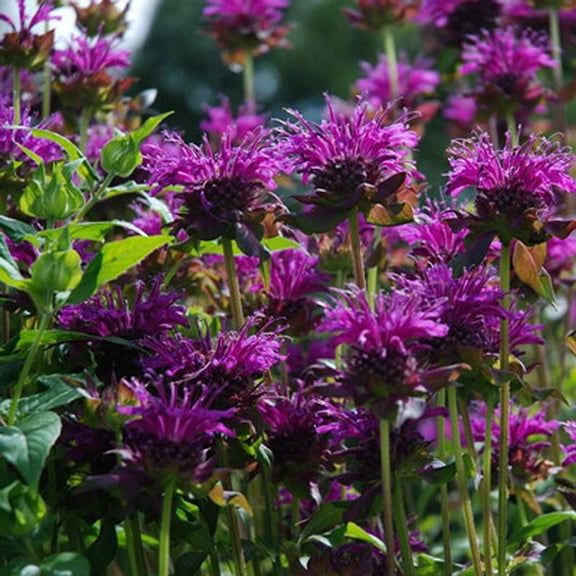 Purple Bergamot Monarda Media Meadow Wildflowers Premium Seeds for Planting C21