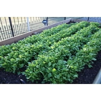 1500 Seeds SEVEN TOP TURNIP For Leaf Greens & Sprouts Brassica Rapa Vegetable Seeds