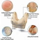 thumbnail image 5 of Tourmaline Shaping Wireless Silky Bra, Lymphvity Detoxification And Shaping & Powerful Lifting Bra For Women, 5 of 5