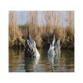thumbnail image 2 of Higdon Magnum Foam Filled Duck Butt Pintail Drake Duck Decoy Polymer 2PK, 2 of 2