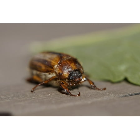 - LAMINATED POSTER June Face Head Crawl Beetle Animal Chafer Insect Poster Print 24 x 36