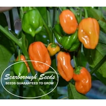 Scarborough Seeds Habanero Orange Pepper Seeds 100 Count - Non-GMO, Annual, Full Sun