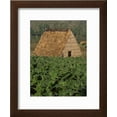 thumbnail image 2 of Tobacco Plantation, Cuba, West Indies, Central America, Scenic Framed Art Print Wall Art by Colin Brynn Sold by ArtCom, 2 of 5