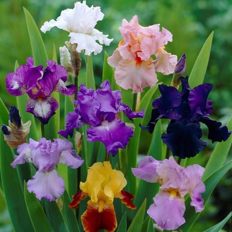 Bearded Iris Califlora Colorful Mix (3 Rhizomes)