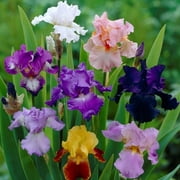 Easy to Grow Bulbs Bearded Iris Califlora Colorful Mix (Reblooming) (3 Rhizomes)