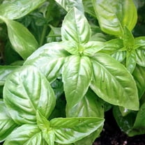Organic Basil Herb Garden Seeds - Italian Large Leaf - 1 Gram Packet: Approx 600 Seeds - Non-GMO Culinary Herb Gardening, Microgreens